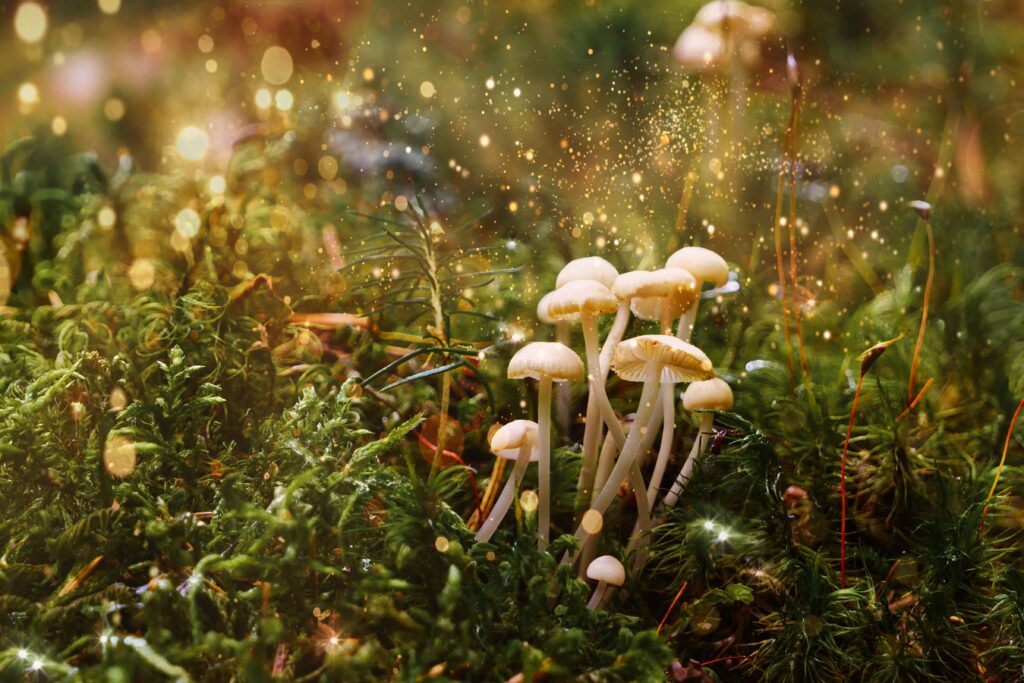 magical mushroom