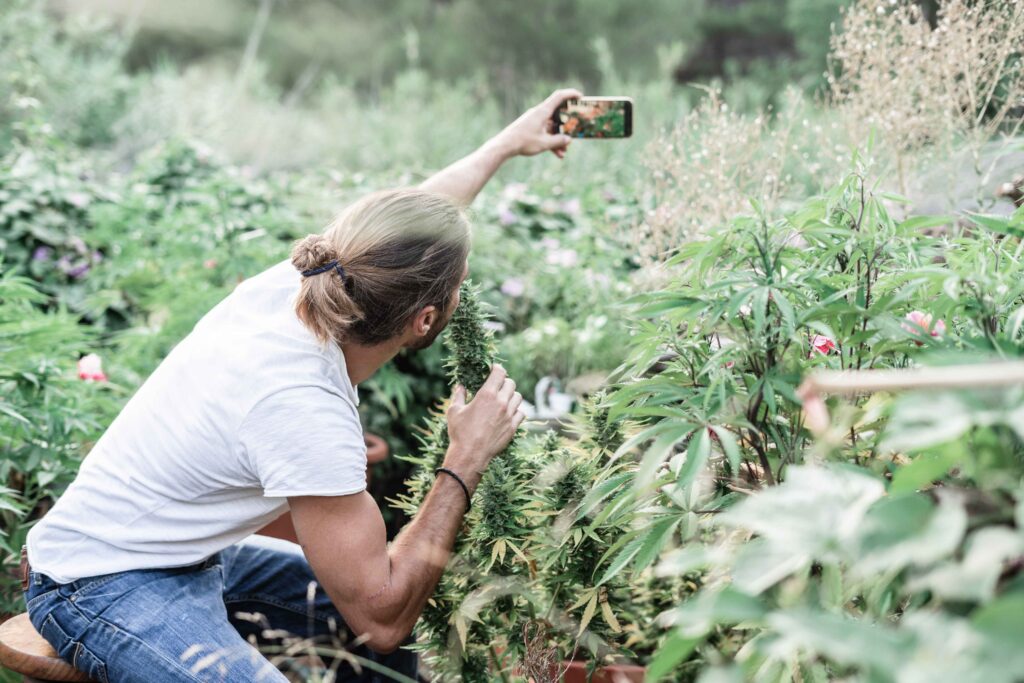 cannabis media and entertainment