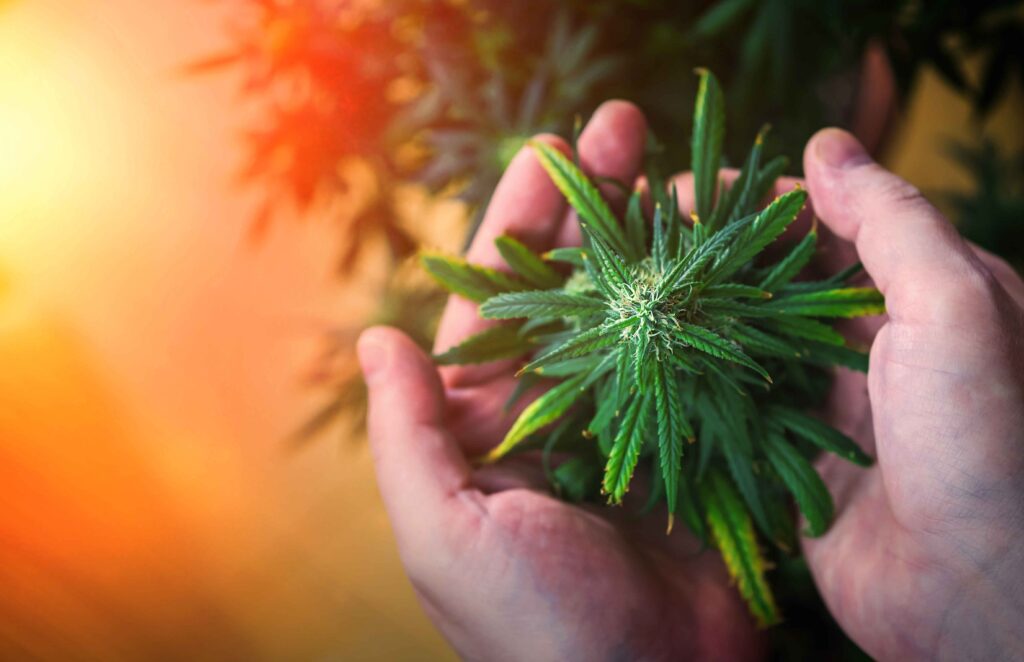 hand holding a marijuana flower