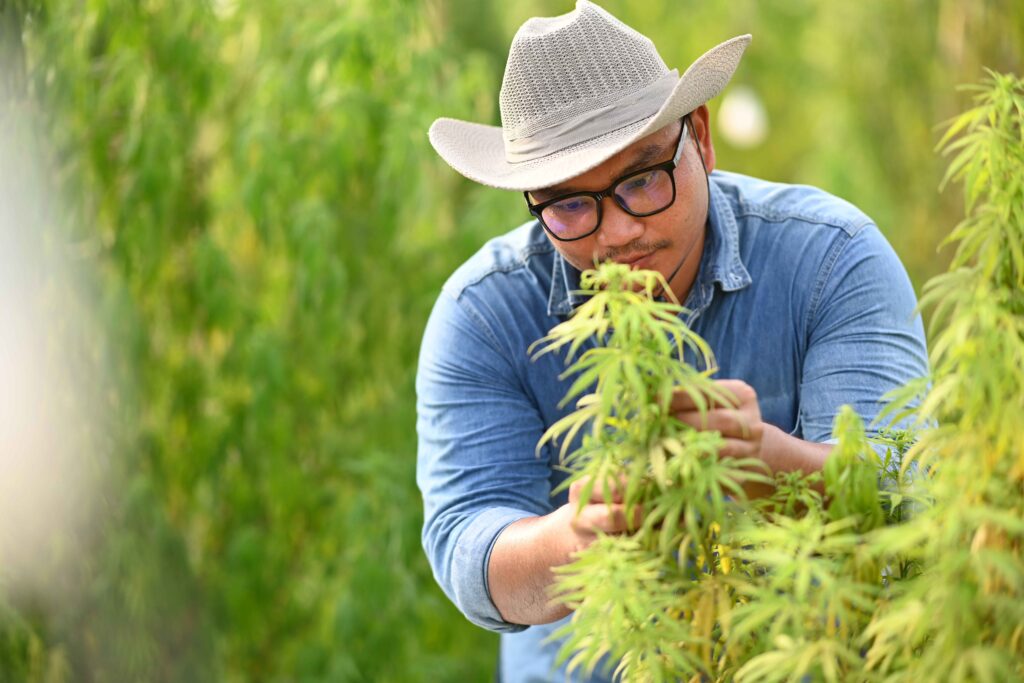 young-innovative-farmer-checking cannabis