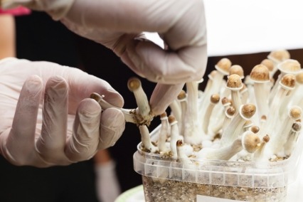 growing magic mushroom